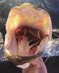 Headbanger Tail 8 Headbanger Tail -Magasin De Matériel De Pêche Headbangertailr 3