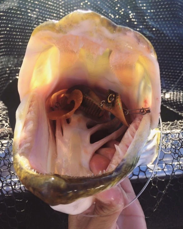 Headbanger Tail 3 Headbanger Tail – Image 3